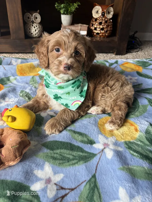 Teddy  – Cockapoo, Poodle - Toy  puppy for sale in Berrien Springs, MI