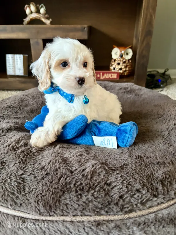 MIlo – Cavapoo, Poodle - Toy  puppy for sale in Berrien Springs, MI