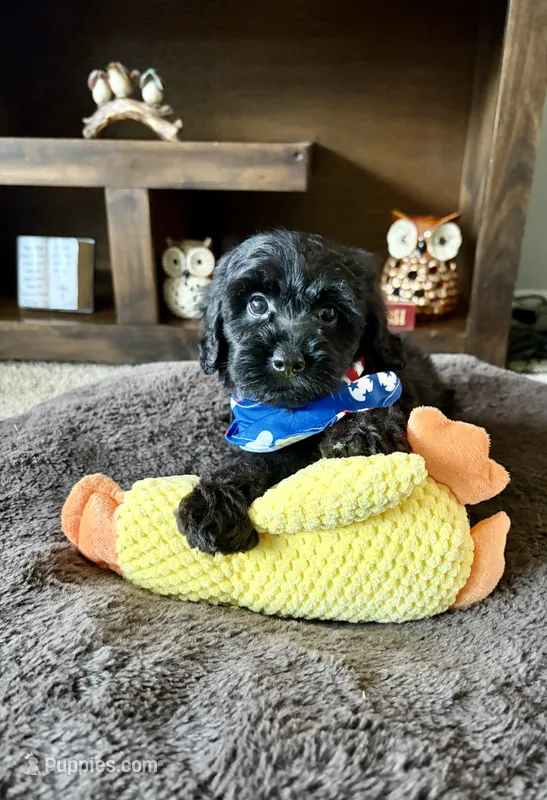Bear  – Cavapoo, Poodle - Toy  puppy for sale in Berrien Springs, MI