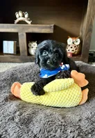 Bear , a male Cavapoo and Poodle - Toy  for sale in Berrien Springs, MI – 1 of 3
