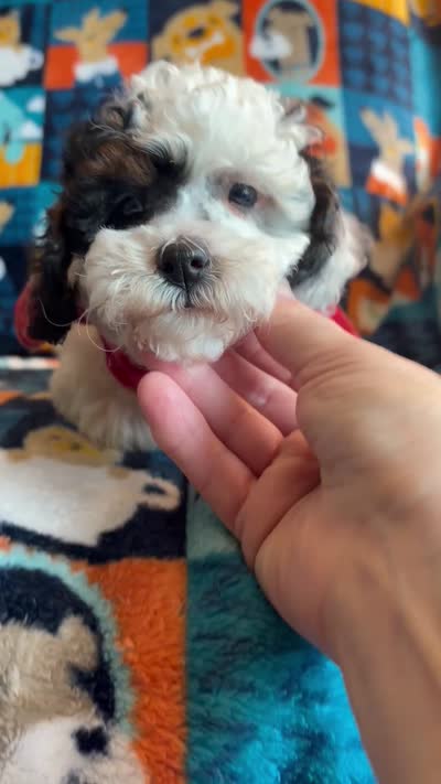 Dolly , a female Cockapoo and Poodle - Toy  for sale in Berrien Springs, MI – 4 of 4