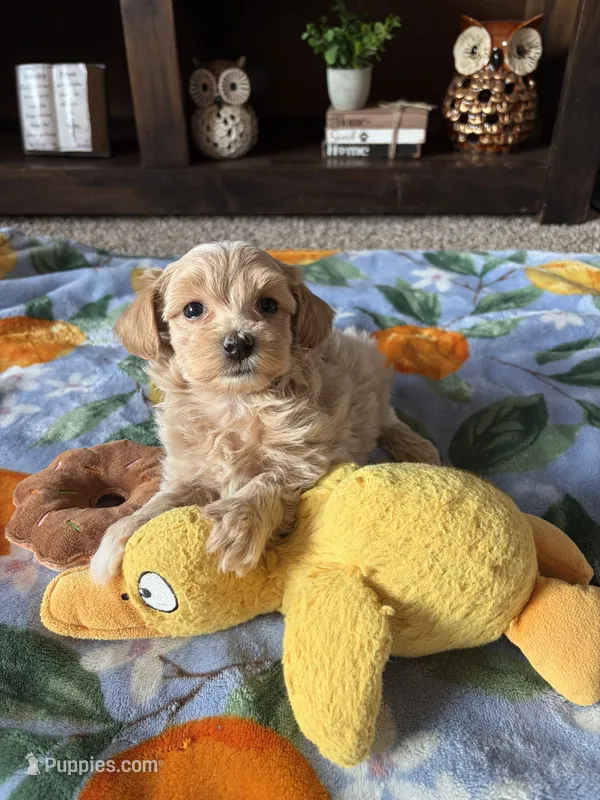 Max – Maltipoo, Poodle - Toy  puppy on hold in Berrien Springs, MI
