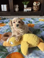 Max, a male Maltese and Poodle - Toy  for sale in Berrien Springs, MI – 3 of 3