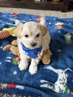 charlie, a male Maltese and Poodle - Toy  for sale in Berrien Springs, MI – 2 of 3
