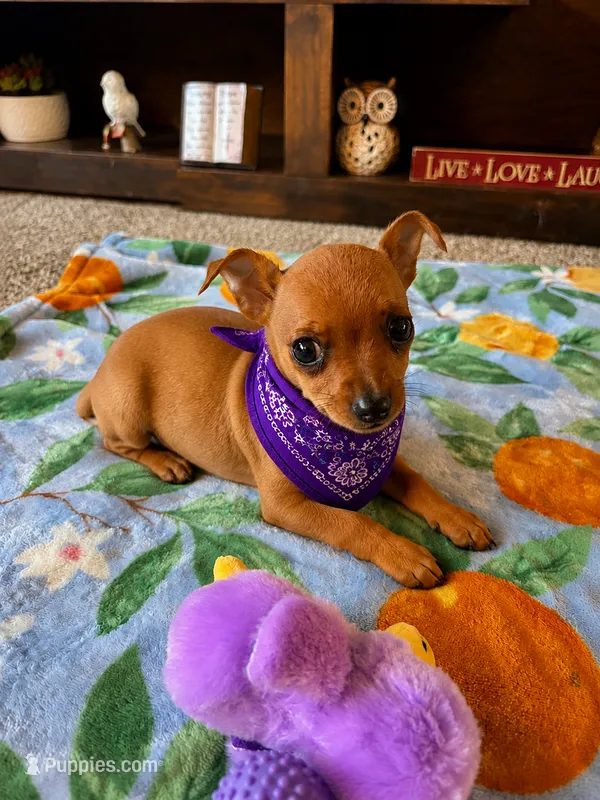 Bella  – Chihuahua, Miniature Pinscher puppy for sale in Berrien Springs, MI