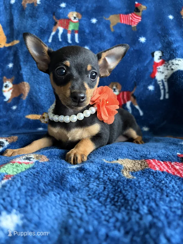 Mia  – Jack Russell Terrier, Miniature Pinscher puppy for sale in Berrien Springs, MI