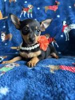 Mia , a female Jack Russell Terrier and Miniature Pinscher for sale in Berrien Springs, MI – 1 of 2