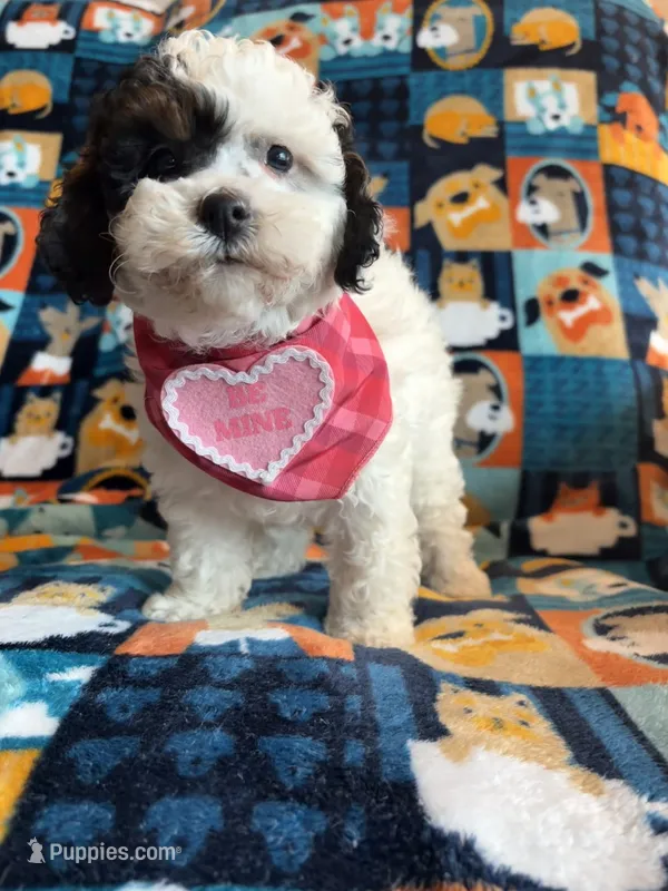Dolly  – Cockapoo, Poodle - Toy  puppy for sale in Berrien Springs, MI