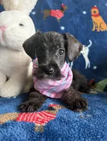 Molly , a female Miniature Schnauzer for sale in Berrien Springs, MI – Photo 2 of 2