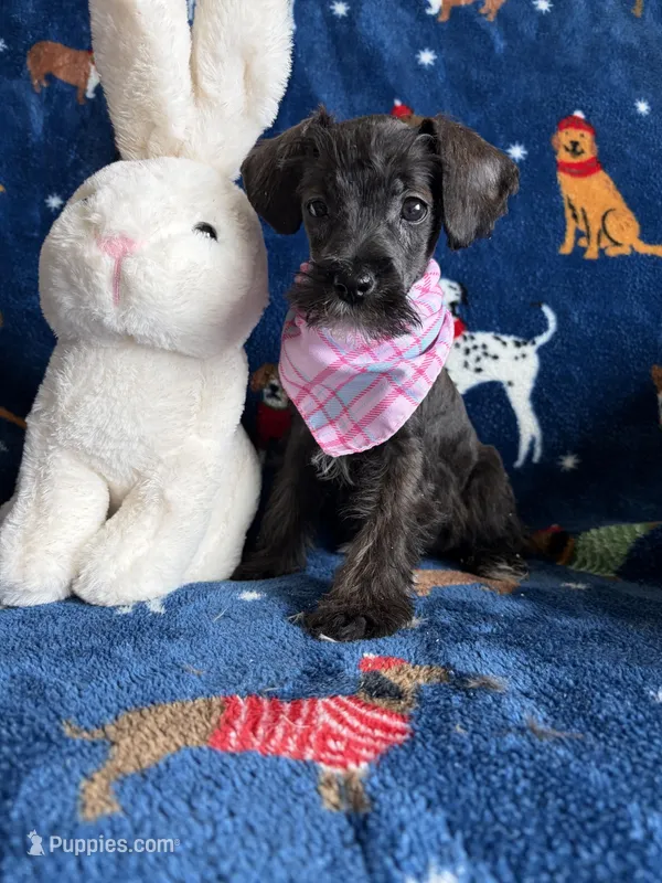 Molly  – Miniature Schnauzer puppy for sale in Berrien Springs, MI