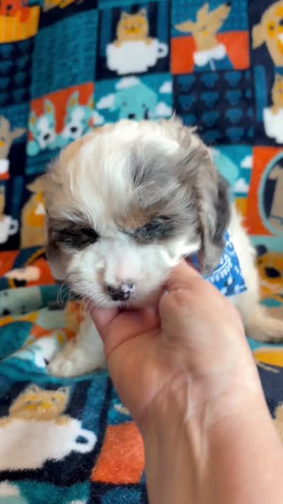 Duke , a female Cockapoo and Poodle - Toy  for sale in Berrien Springs, MI – 4 of 4