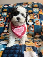 Dolly , a female Cockapoo and Poodle - Toy  for sale in Berrien Springs, MI – 3 of 4