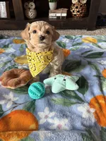 Max, a male Maltese and Poodle - Toy  for sale in Berrien Springs, MI – 1 of 3