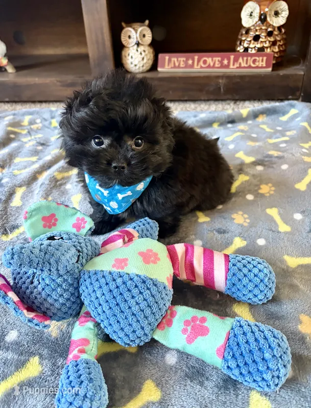 Milo – Pomeranian, Shih Tzu puppy for sale in Berrien Springs, MI