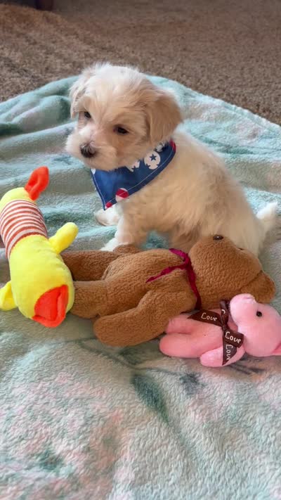 Milo, a male Maltese and Poodle - Toy  for sale in Berrien Springs, MI – 3 of 3