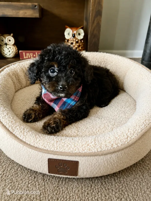 Benji – Cavapoo, Poodle - Toy  puppy for sale in Berrien Springs, MI