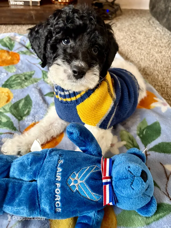 Toby  – Cockapoo, Poodle - Toy  puppy for sale in Berrien Springs, MI