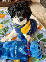 Toby , a male Cockapoo and Poodle - Toy  for sale in Berrien Springs, MI – 1 of 4