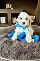 MIlo, a male Cavapoo and Poodle - Toy  for sale in Berrien Springs, MI – 2 of 2