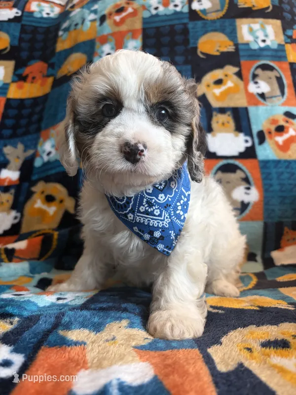 Duke  – Cockapoo, Poodle - Toy  puppy for sale in Berrien Springs, MI