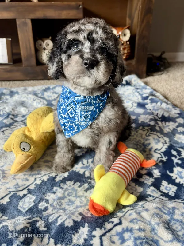 Tucker  – Cockapoo, Poodle - Toy  puppy for sale in Berrien Springs, MI