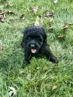 Bear , a male Cavapoo and Poodle - Toy  for sale in Berrien Springs, MI – 3 of 3