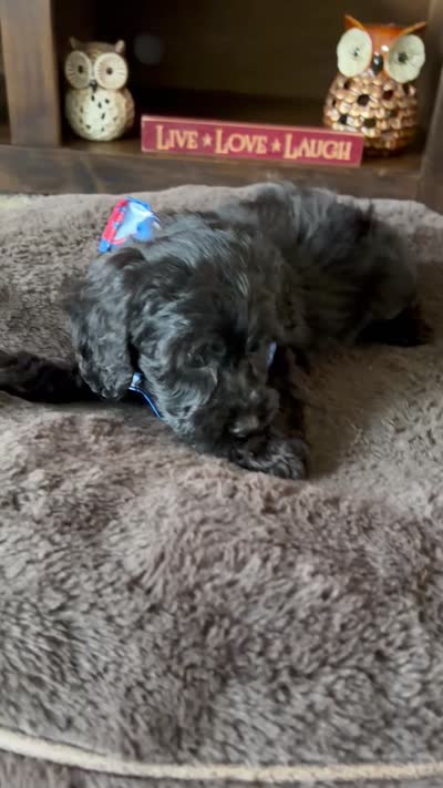 Bear , a male Cavapoo and Poodle - Toy  for sale in Berrien Springs, MI – 3 of 3