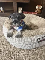 Barney, a male Miniature Schnauzer for sale in Berrien Springs, MI – Photo 2 of 2