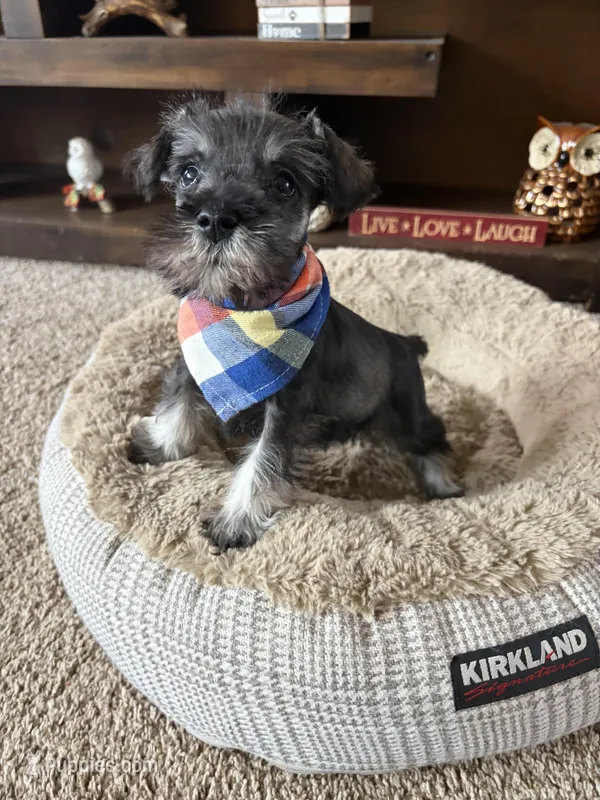 Barney – Miniature Schnauzer puppy on hold in Berrien Springs, MI