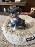 Barney, a male Miniature Schnauzer for sale in Berrien Springs, MI – Photo 1 of 2