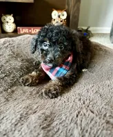 Benji, a male Cavapoo and Poodle - Toy  for sale in Berrien Springs, MI – 3 of 3