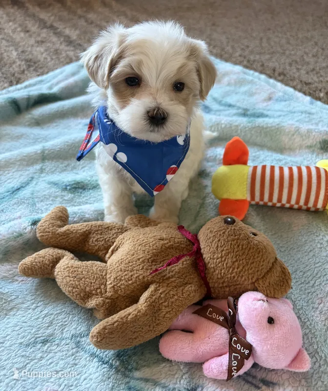 Milo – Maltipoo, Poodle - Toy  puppy for sale in Berrien Springs, MI