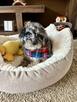 Tucker , a male Cockapoo and Poodle - Toy  for sale in Berrien Springs, MI – 2 of 2