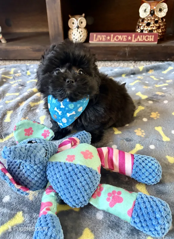Milo – Pomeranian, Shih Tzu puppy for sale in Berrien Springs, MI