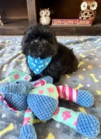 Milo, a male Pomeranian and Shih Tzu for sale in Berrien Springs, MI – 1 of 2