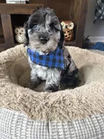Tucker , a male Cockapoo and Poodle - Toy  for sale in Berrien Springs, MI – Photo 2 of 2