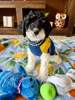 Toby , a male Cockapoo and Poodle - Toy  for sale in Berrien Springs, MI – 2 of 4