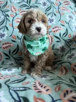 Teddy , a male Cockapoo and Poodle - Miniature  for sale in Berrien Springs, MI – Photo 2 of 2