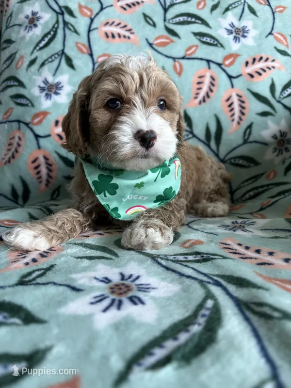 Teddy  – Cockapoo, Poodle - Miniature  puppy for sale in Berrien Springs, MI
