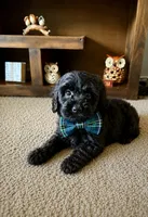 Bear , a male Cavapoo and Poodle - Toy  for sale in Berrien Springs, MI – 2 of 2