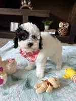 Dolly , a female Cockapoo and Poodle - Toy  for sale in Berrien Springs, MI – 2 of 3