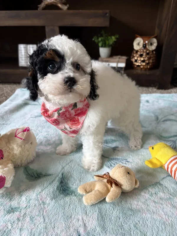 Dolly  – Cockapoo, Poodle - Toy  puppy for sale in Berrien Springs, MI