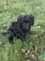 Bear , a male Cavapoo and Poodle - Toy  for sale in Berrien Springs, MI – 2 of 3
