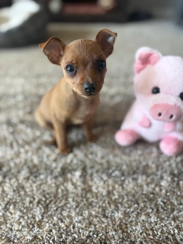 Bella  – Chihuahua, Miniature Pinscher puppy for sale in Berrien Springs, MI