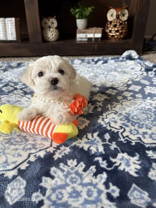 Molly  – Maltese, Poodle - Toy  puppy for sale in Berrien Springs, MI