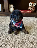 Benji, a male Cavapoo and Poodle - Toy  for sale in Berrien Springs, MI – 2 of 3