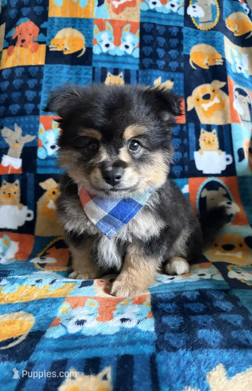 Max  – Chihuahua, Pomeranian puppy for sale in Berrien Springs, MI