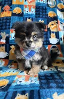 Max , a male Chihuahua and Pomeranian for sale in Berrien Springs, MI – 1 of 2