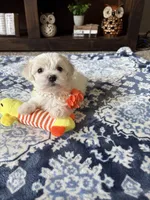 Molly, a female Maltese and Poodle - Toy  for sale in Berrien Springs, MI – 3 of 3