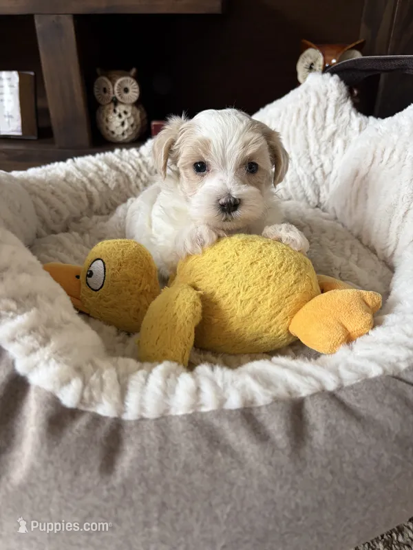 Milo – Maltese, Poodle - Toy  puppy for sale in Berrien Springs, MI